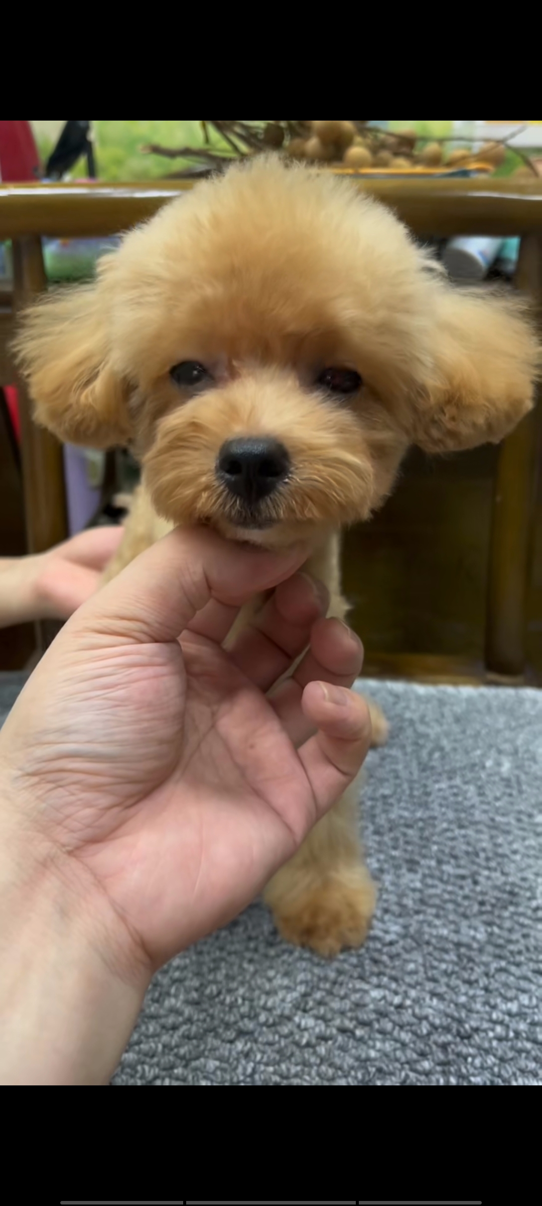高端小体泰迪,疫苗齐全